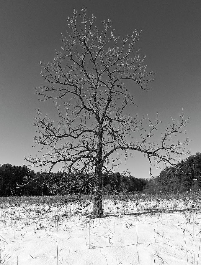 Oak tree - UW Arboretum, Madison, WI Photograph by Steven Ralser