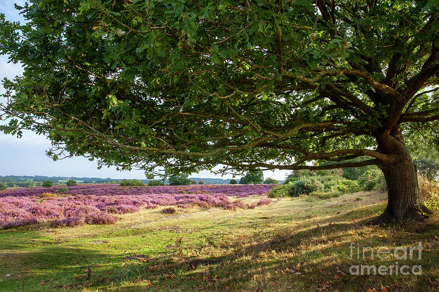 Oak tree view to purple heather fields Norfolk Photograph by Simon Bratt
