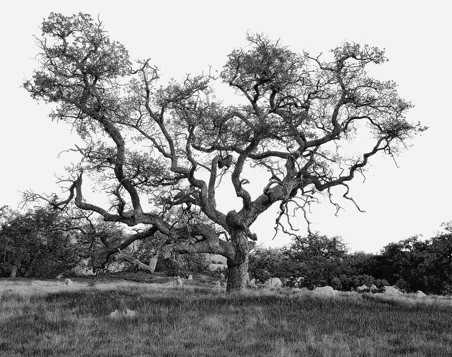 Oak Tree Weave - B and W Photograph by Paul Breitkreuz