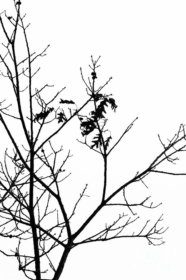Oak Tree Winter Study Photograph