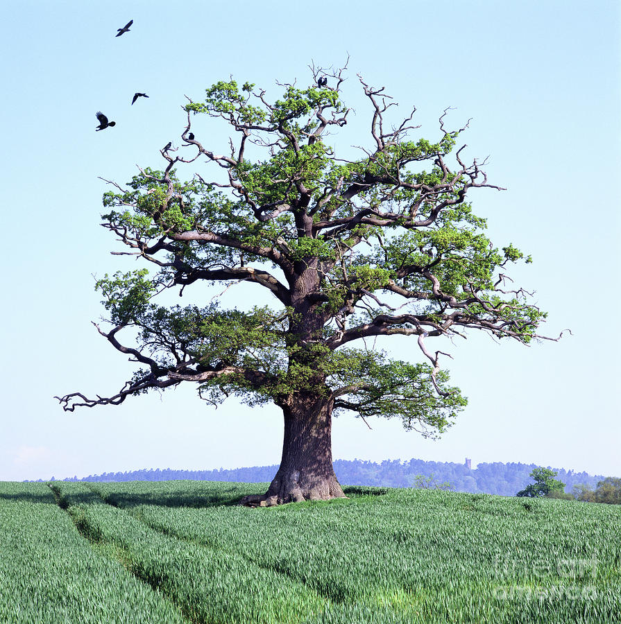 Oak Tree with crop and crows flying Photograph by Warren Photographic