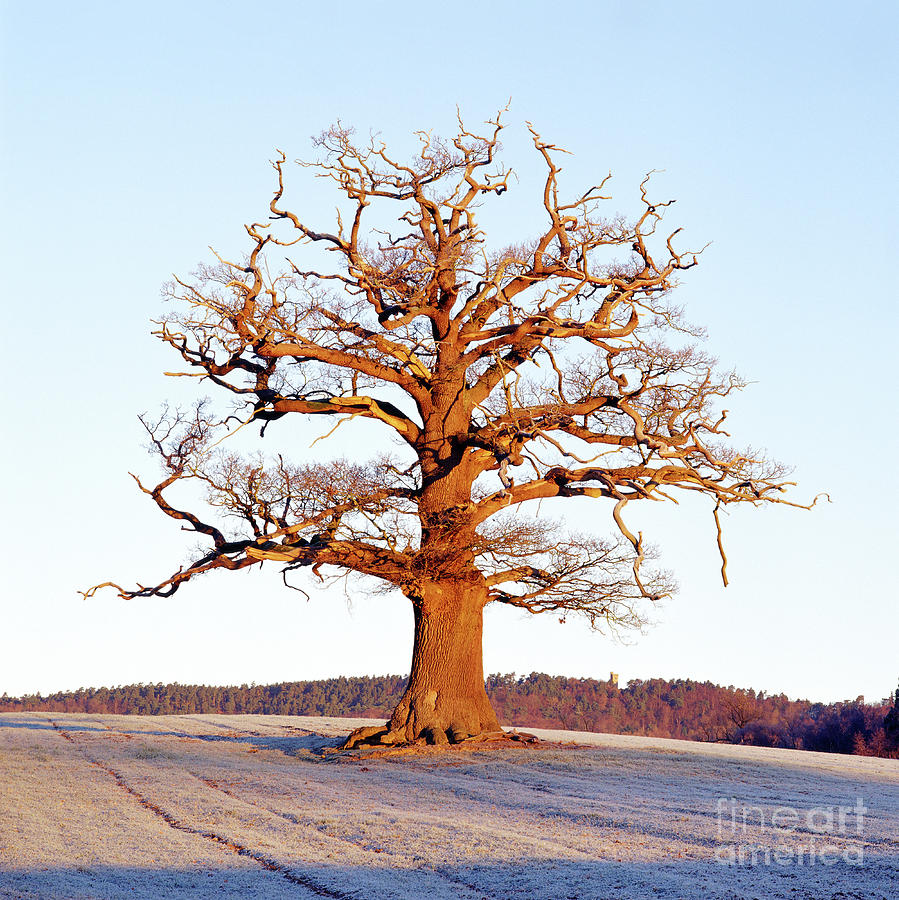 Oak Tree with frost Photograph by Warren Photographic