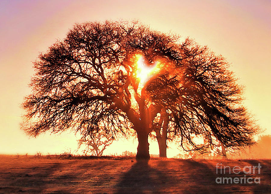 Oak Tree with Heart Sunrise Photograph by Stephanie Laird