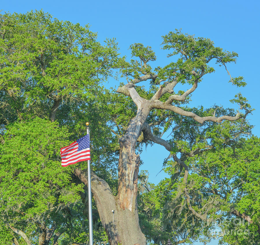 oak tree flag