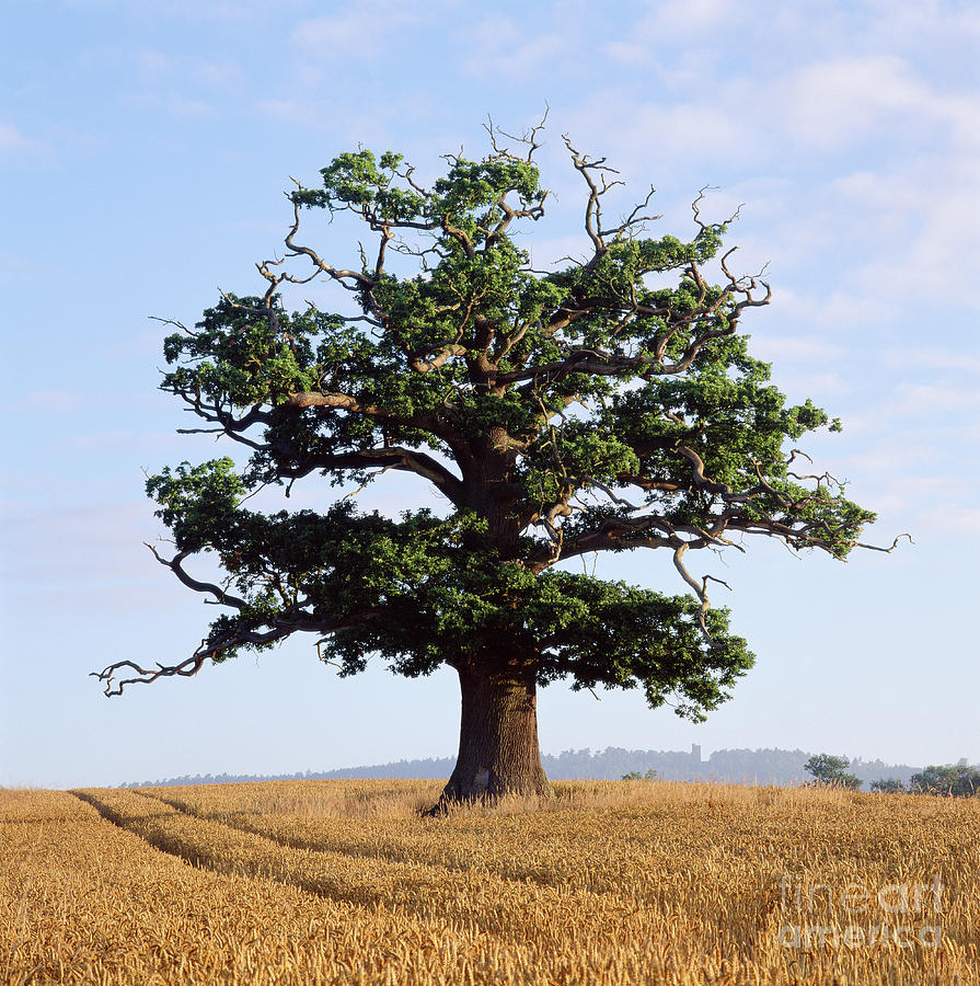 Oak Tree with Wheat crop Photograph by Warren Photographic