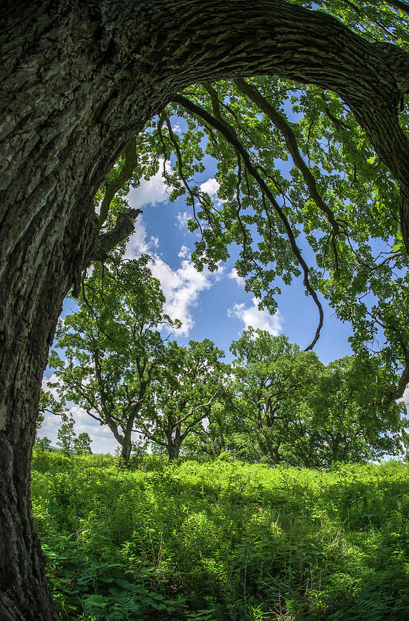 Oak Tree Zen Photograph by Peter Herman