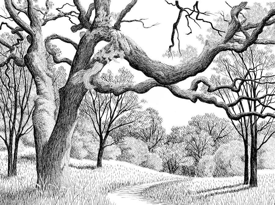 Oak Trees along Foresthill Divide Trail Drawing by Margaret Eldred
