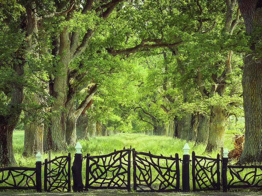 Oak Trees and Old Gate Photograph by Nicklas Gustafsson