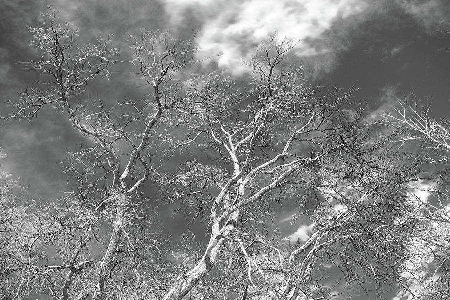 Oak trees and thin clouds black and white Photograph by Jeff Swan ...