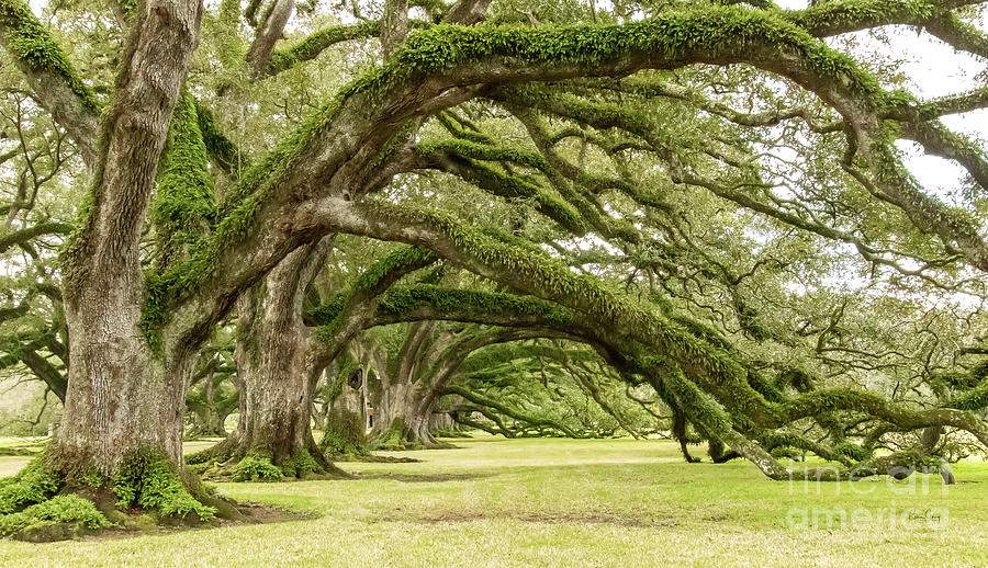 Oak Trees Grace the Ground Photograph by Robin Storey - Fine Art America