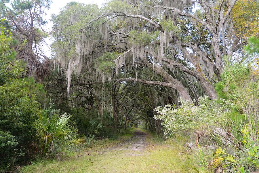 Oak Trees, Hilton Head Island, South Carolina Photograph by Marsha ...