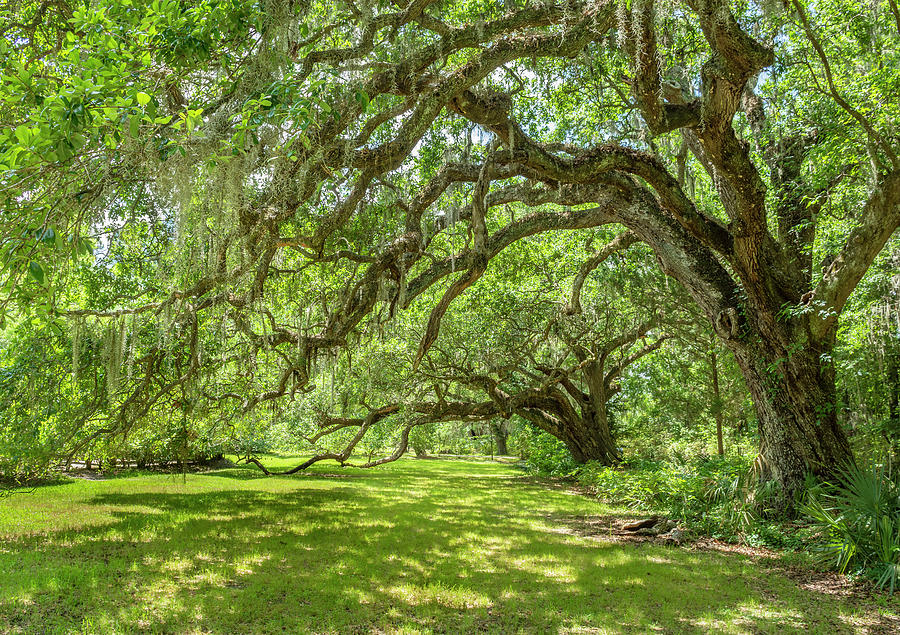 Oak Trees in Charlston Photograph by Margaret Wiktor - Fine Art America