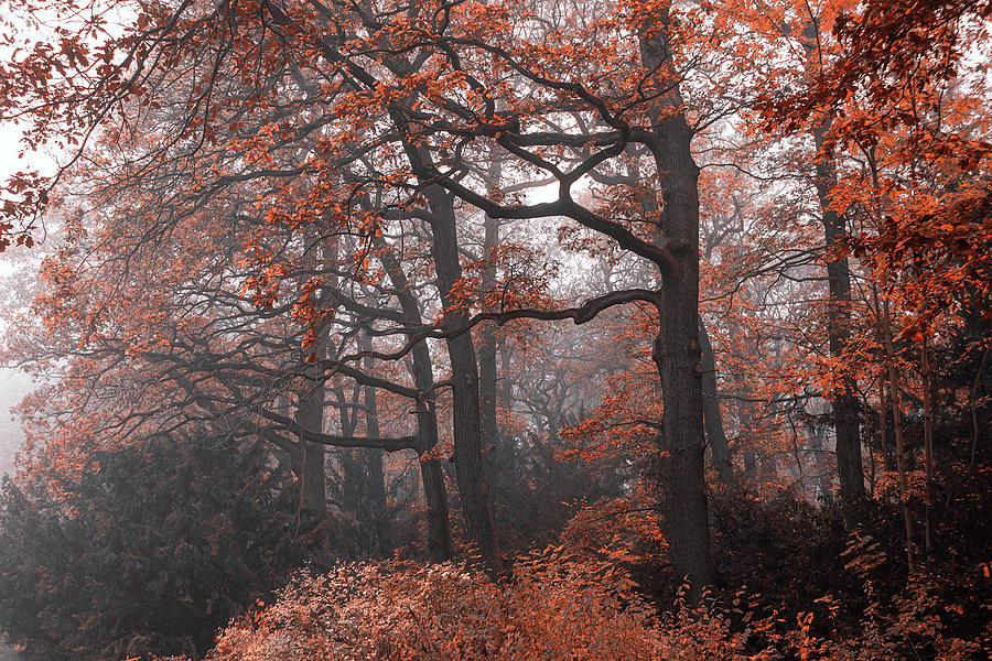 Oak Trees in Late Autumn Photograph by Jenny Rainbow