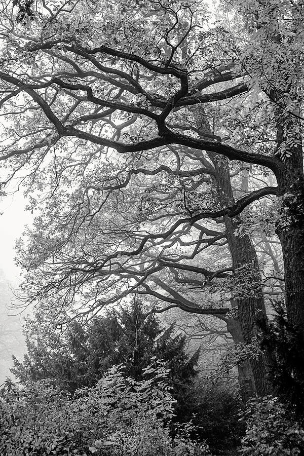 Oak Trees in Late Autumn Monochrome 1 Photograph by Jenny Rainbow