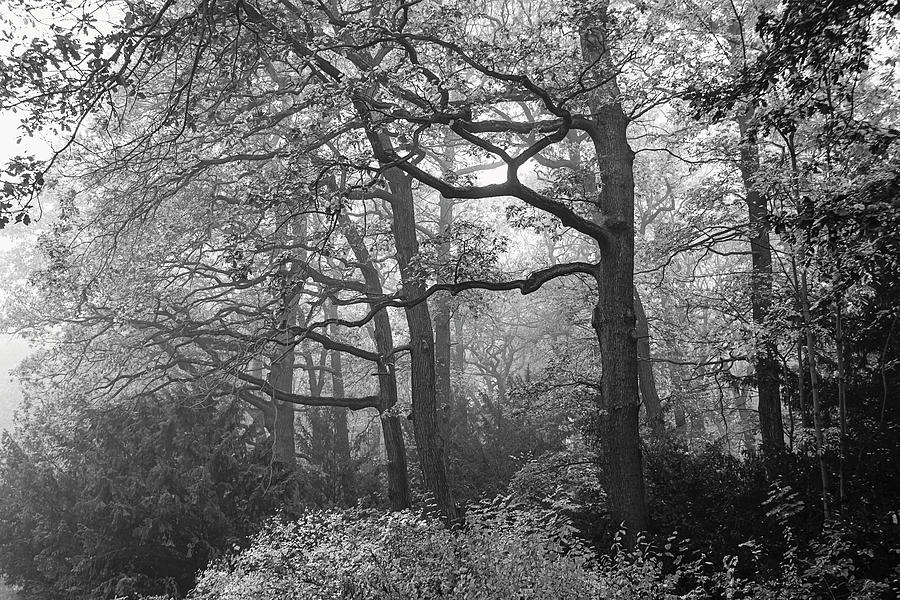 Oak Trees in Late Autumn Monochrome Photograph by Jenny Rainbow