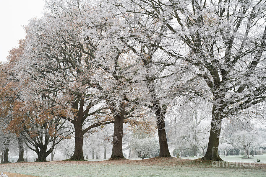 Oak Trees in the Frost Photograph by Tim Gainey