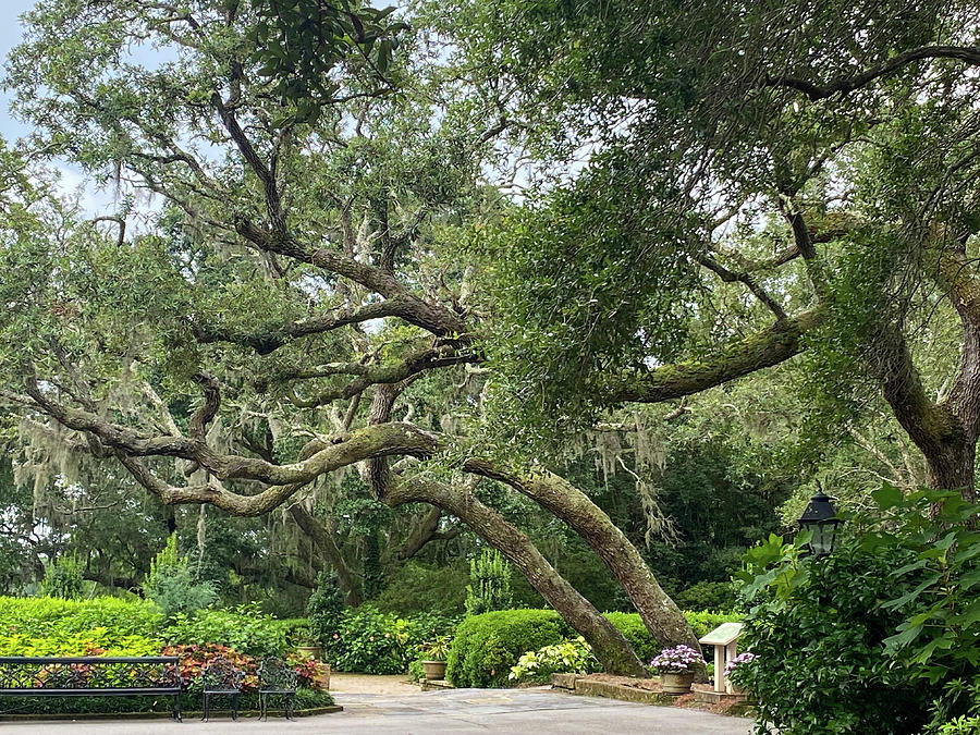 Oak Trees in the Garden Photograph by Mary Anne Delgado