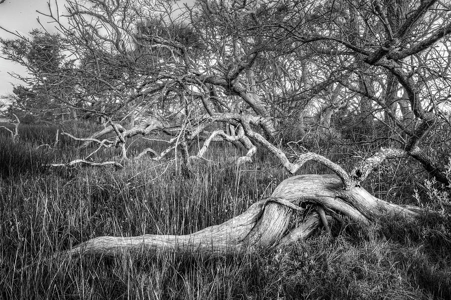 Oak Trees in the Marsh in Black and White Photograph by Debra and Dave Vanderlaan