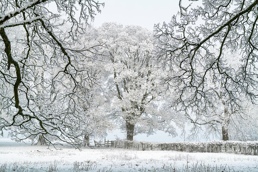 Oak Trees in the Snow Along the Cotswold Way Photograph by Tim Gainey