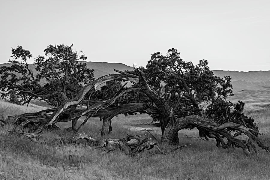 Oak Trees in the Wild West Photograph by Lindsay Thomson
