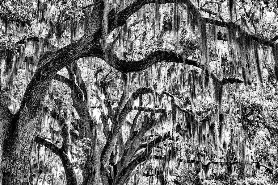 Oak Trees Spanish Moss Photograph by Robert Wilder Jr