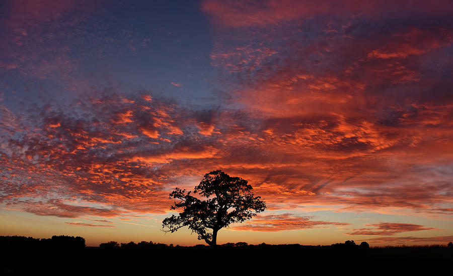 Oak, Upstaged - Solitary oak silhouette with spectacular 3-dimensional sunset skyscape Photograph by Peter Herman