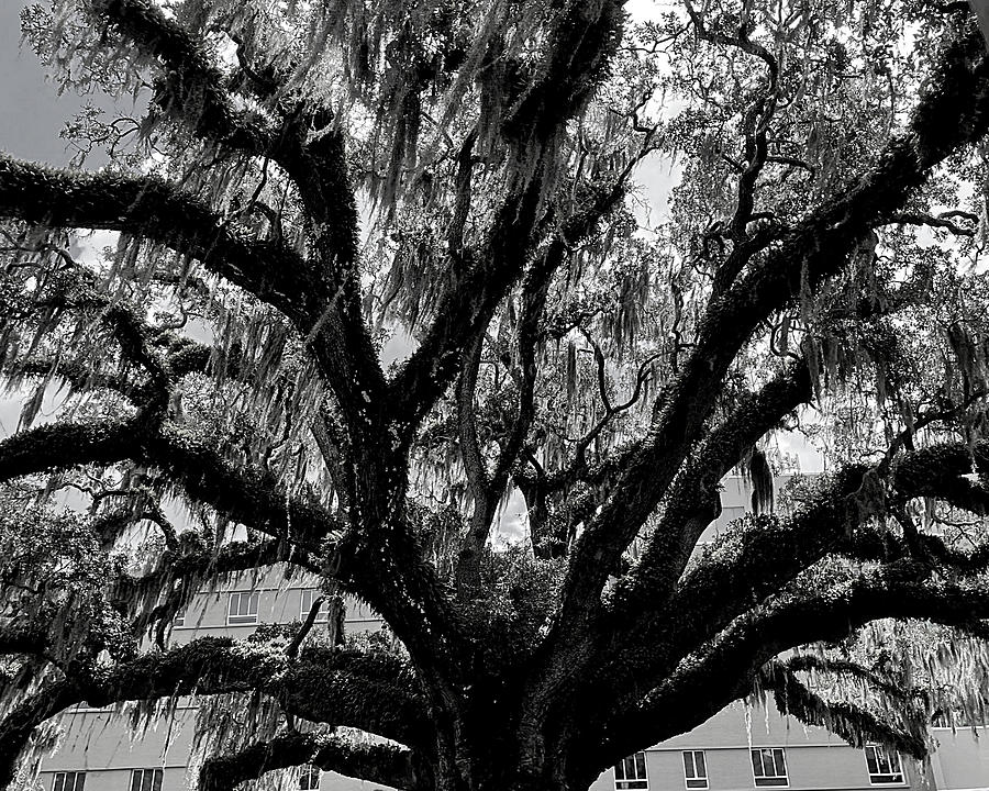 Oak With Spanish Moss BW Photograph by Lee Darnell