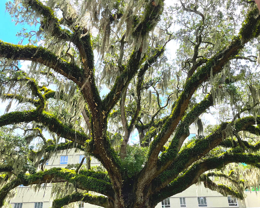 Oak With Spanish Moss Photograph by Lee Darnell