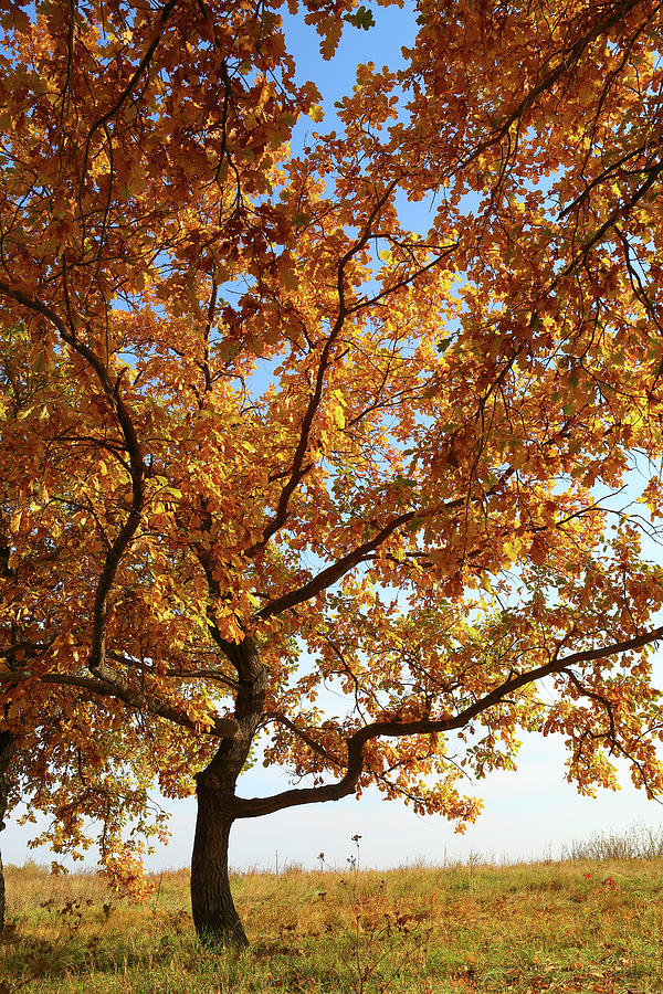 Oak With Yellow Leaves Photograph by Mikhail Kokhanchikov