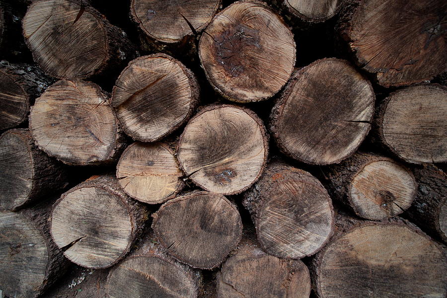 Oak wood harvest Photograph by Natura Argazkitan