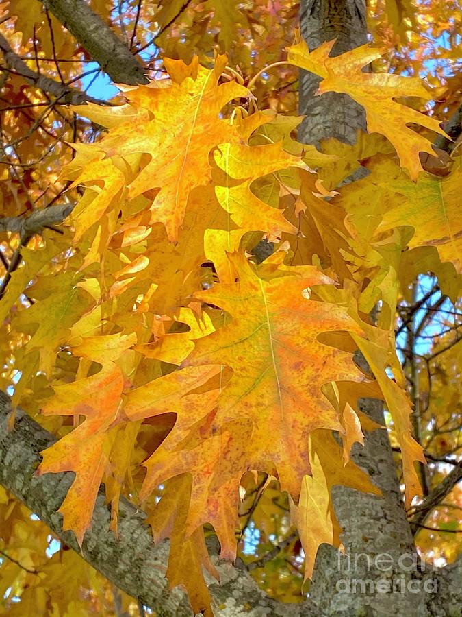 Oaken Leaves Photograph