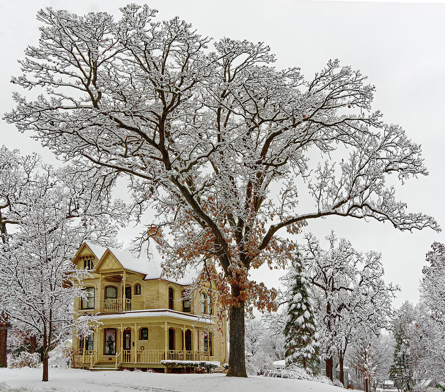 Oakitecture #2 - Historic Stoughton home and oak tree in wintertime Photograph by Peter Herman