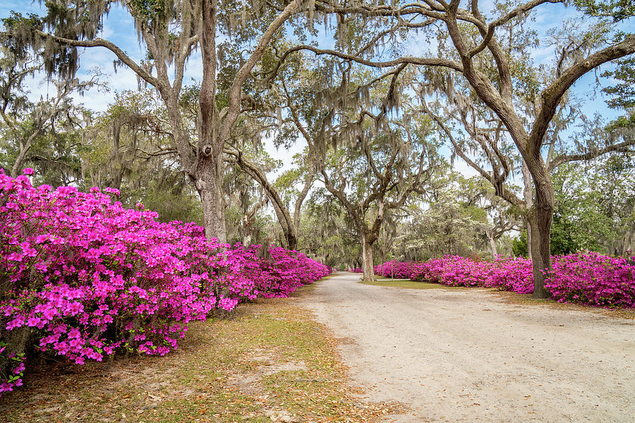 Oaks and Azaleas 1, Bonaventure Cemetery, Savannah, Georgia Photograph by Dawna Moore Photography