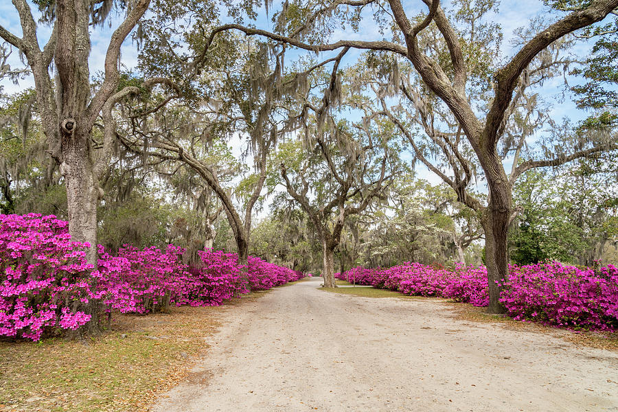 Oaks and Azaleas 2, Bonaventure Cemetery, Savannah, Georgia Photograph by Dawna Moore Photography