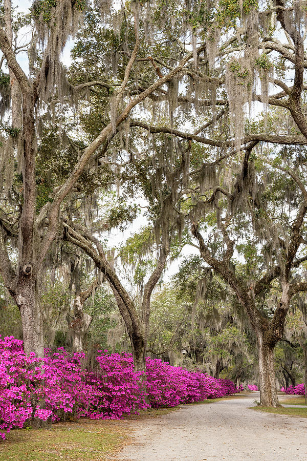 Oaks and Azaleas 3, Bonaventure Cemetery, Savannah, Georgia Photograph by Dawna Moore Photography