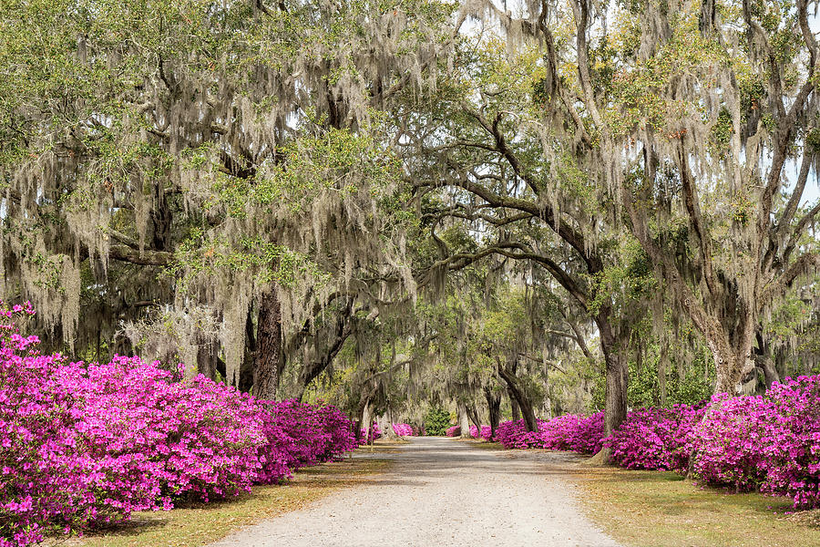 Oaks and Azaleas 4, Bonaventure Cemetery, Savannah, Georgia Photograph by Dawna Moore Photography