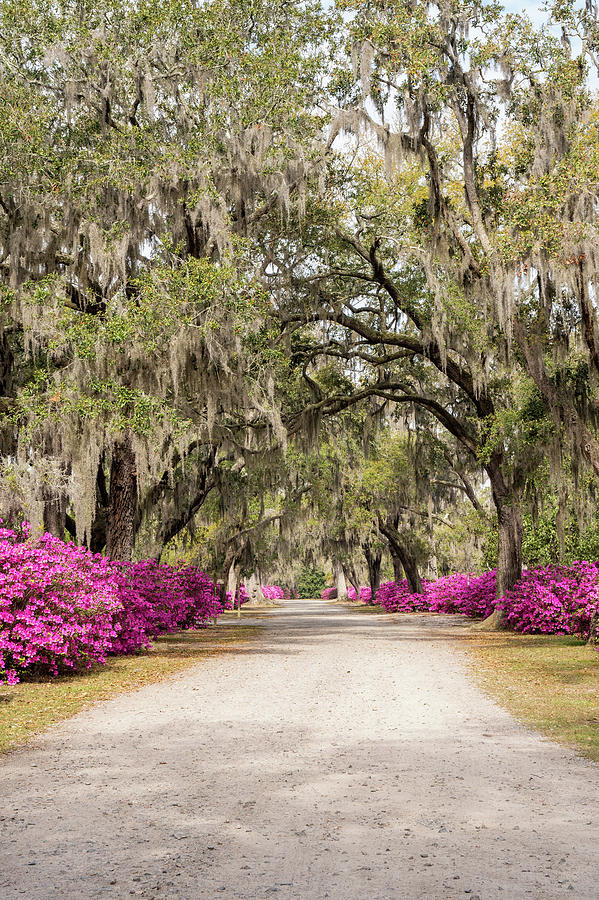 Oaks and Azaleas 5, Bonaventure Cemetery, Savannah, Georgia Photograph by Dawna Moore Photography