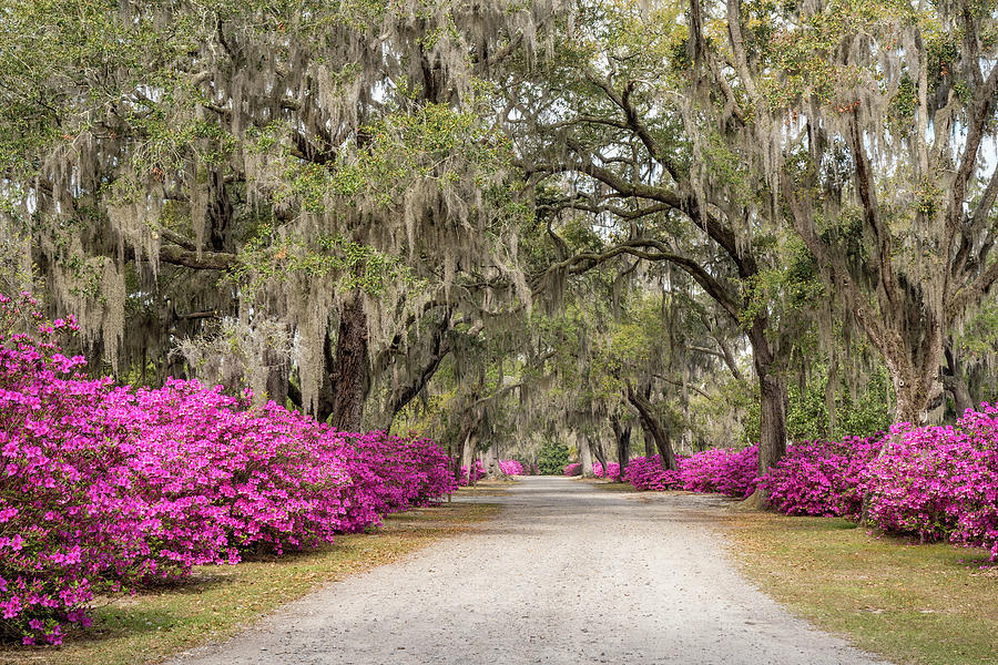 Oaks and Azaleas 6, Bonaventure Cemetery, Savannah, Georgia Photograph by Dawna Moore Photography