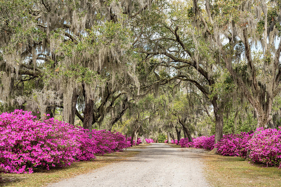 Oaks and Azaleas 7, Bonaventure Cemetery, Savannah, Georgia Photograph by Dawna Moore Photography