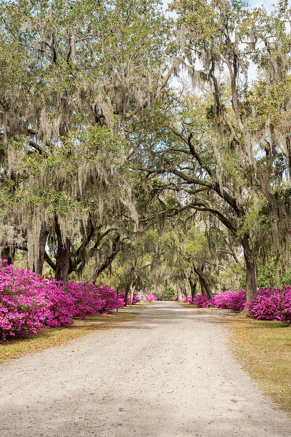 Oaks and Azaleas 8, Bonaventure Cemetery, Savannah, Georgia Photograph by Dawna Moore Photography