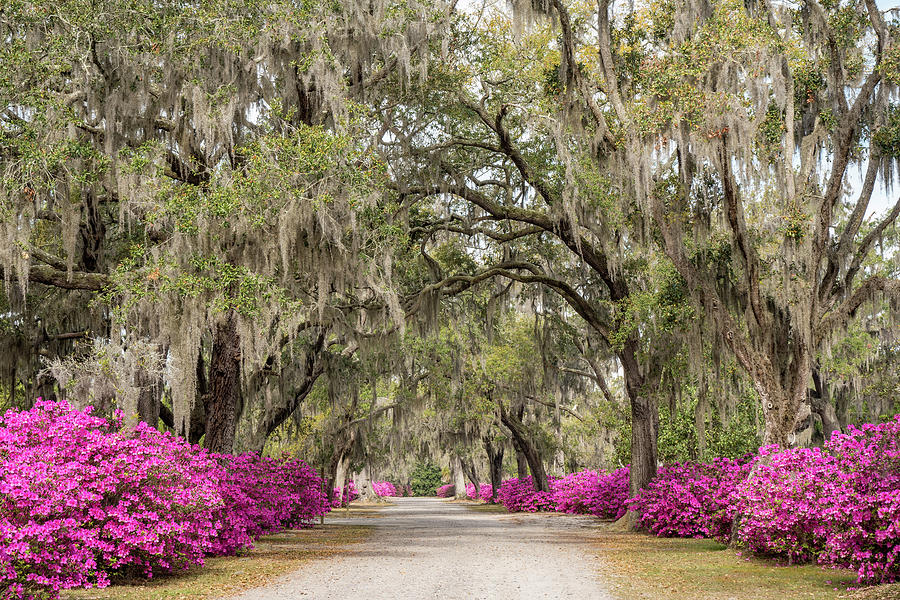 Oaks and Azaleas, Bonaventure Cemetery, Savannah, Georgia Photograph by Dawna Moore Photography