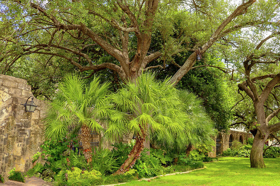 Green Diversity - Oak Trees and Palms at San Antonios Alamo  Photograph by Brigitte Blanchette Thompson