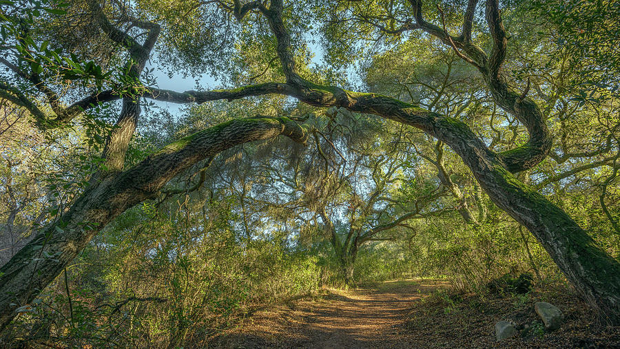 Oaks Arching over Trail at Daley Ranch Photograph by Alexander Kunz