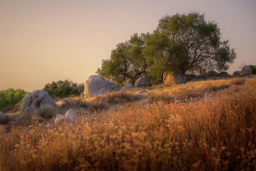 Oaks, Boulders and Buckwheat Photograph by Alexander Kunz