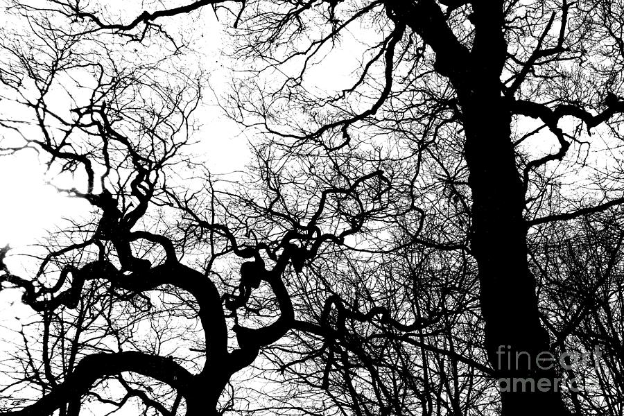 Oaks In Early Spring, York 1, Monochrome Photograph