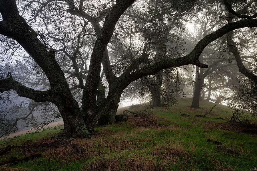 Oaks in Fog Photograph by Rick Pisio
