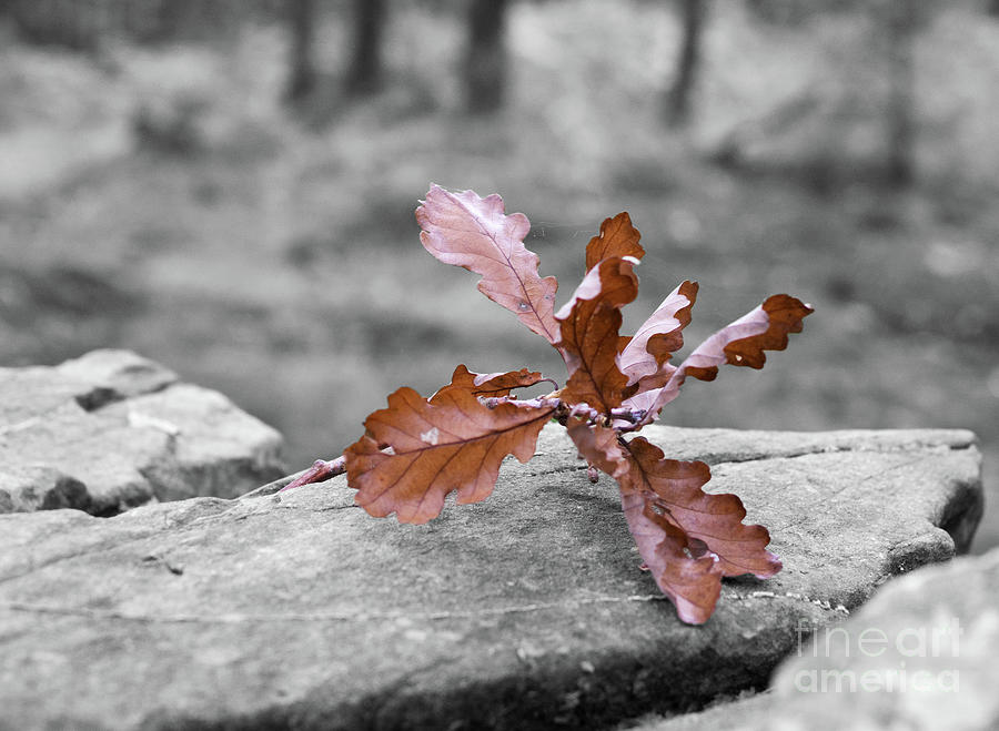 Oak Leaves by Bryan Attewell Oak Leaves by Bryan Attewell