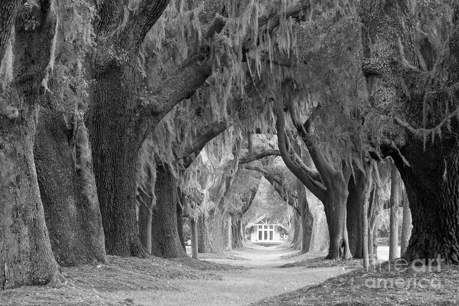 Oaks Of The Golden Isles Black And White Photograph by Adam Jewell