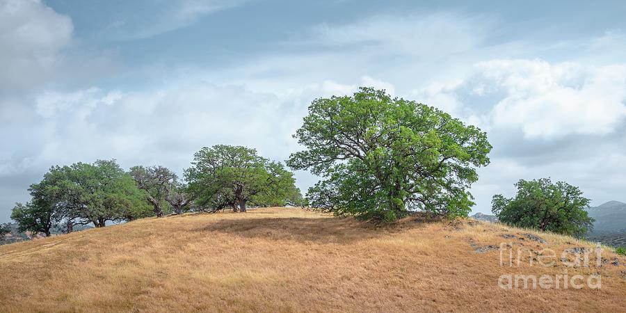Oaks on a grassy knoll Photograph by Alexander Kunz