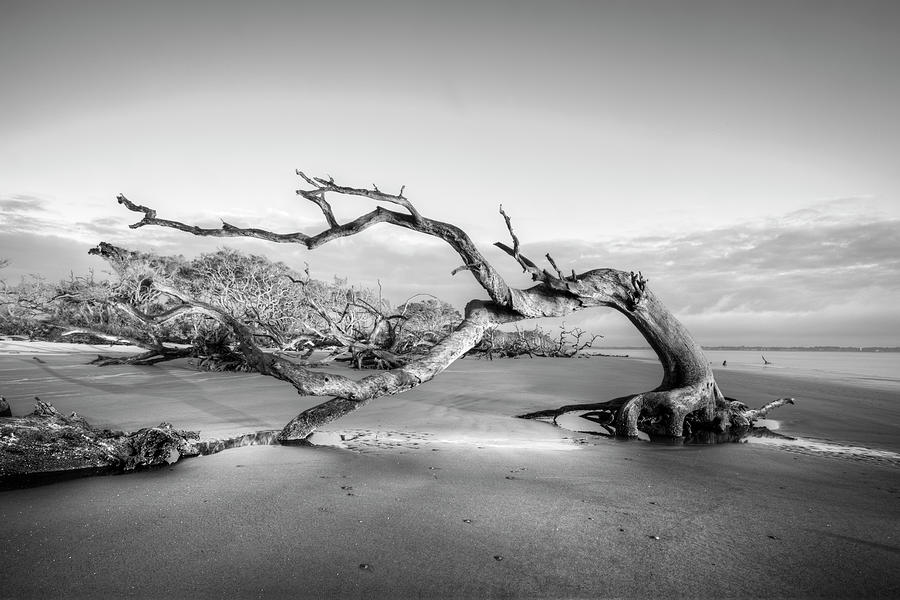 Oaks on Driftwood Beach in Black and White Photograph by Debra and Dave Vanderlaan